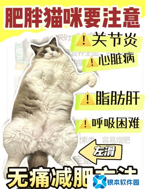 如何快速提升减肥猫等级  快速提升减肥猫等级攻略