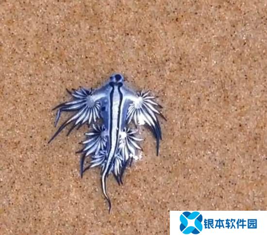 澳大利亚海滩发现“哪吒2敖丙二叔”原型生物